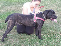 cane corso